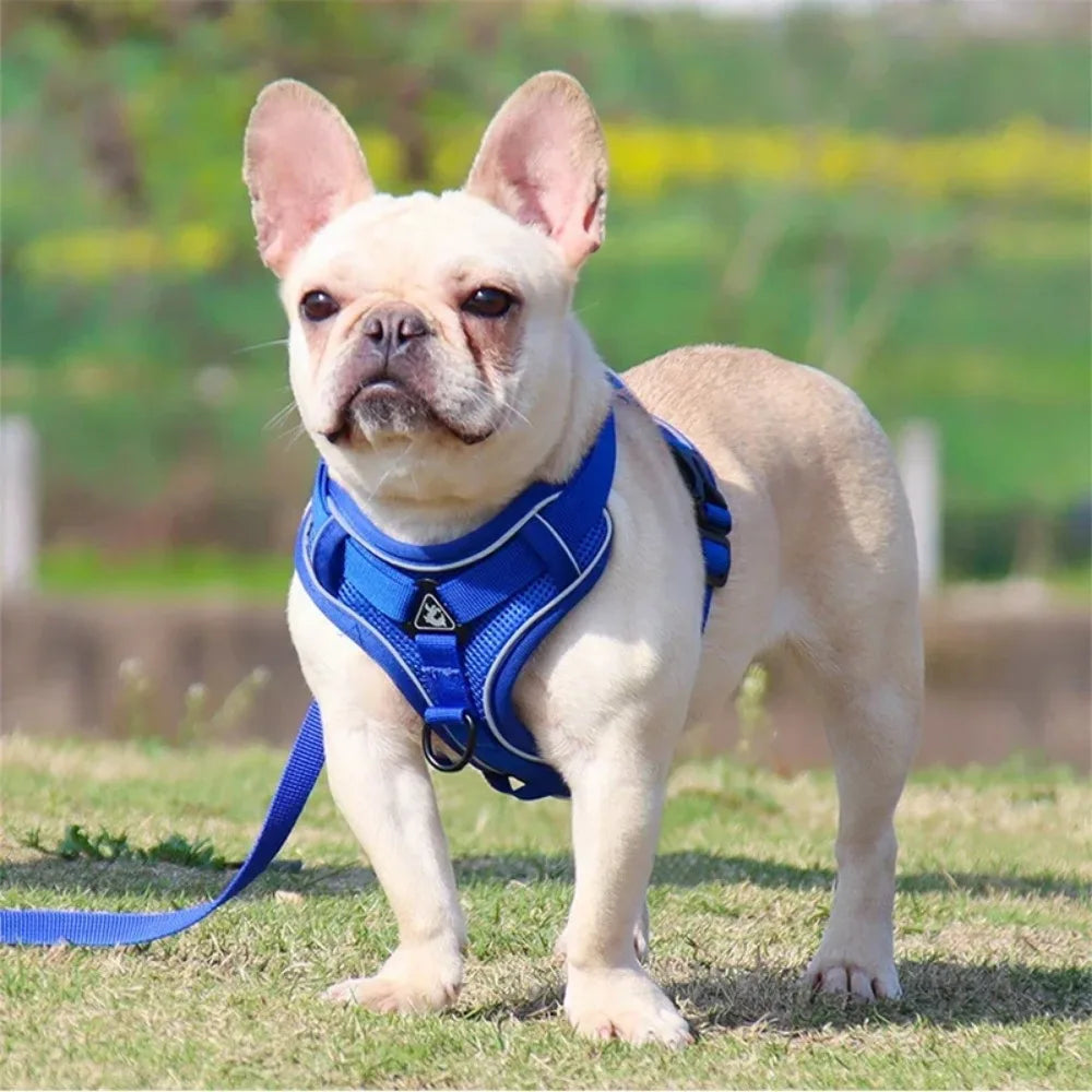 Harnais anti-traction pour chien avec laisse - Réglable et réfléchissant
